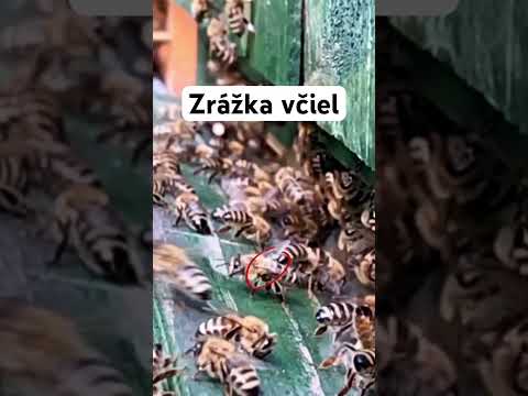 Kto nedal prednosť?