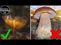 Pilz Fotografie Ideen im Wald 🍄 Leuchtende Pilze Foto Tutorial