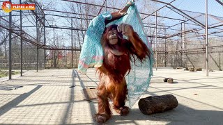 Orangutan Dana - A PROTOTYPE OF A TOURIST ON THE BEACH! Taigan.