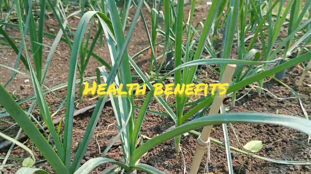 Leek Vegetable - Growing, Health benefits and blanching or about Gourmet's onion