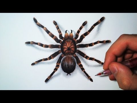 Vidéo: Comment Dessiner Une Araignée Avec Un Crayon