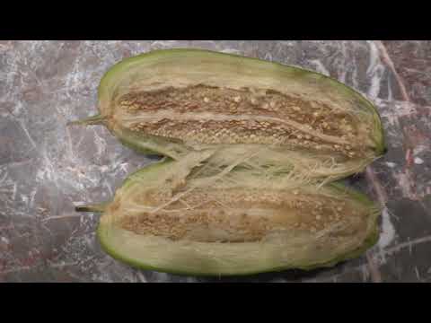 Parmentiera cereifera -Candle