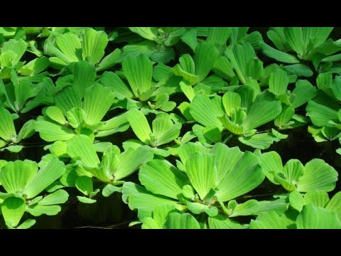 Video: Pistia - Wasserrose