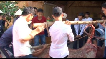 Ngư dân Miền Tây bắt được quái ngư đáng sợ Nặng 220 kg = 60 tr trên sông Tiền,100 năm mới thấy 1 lần