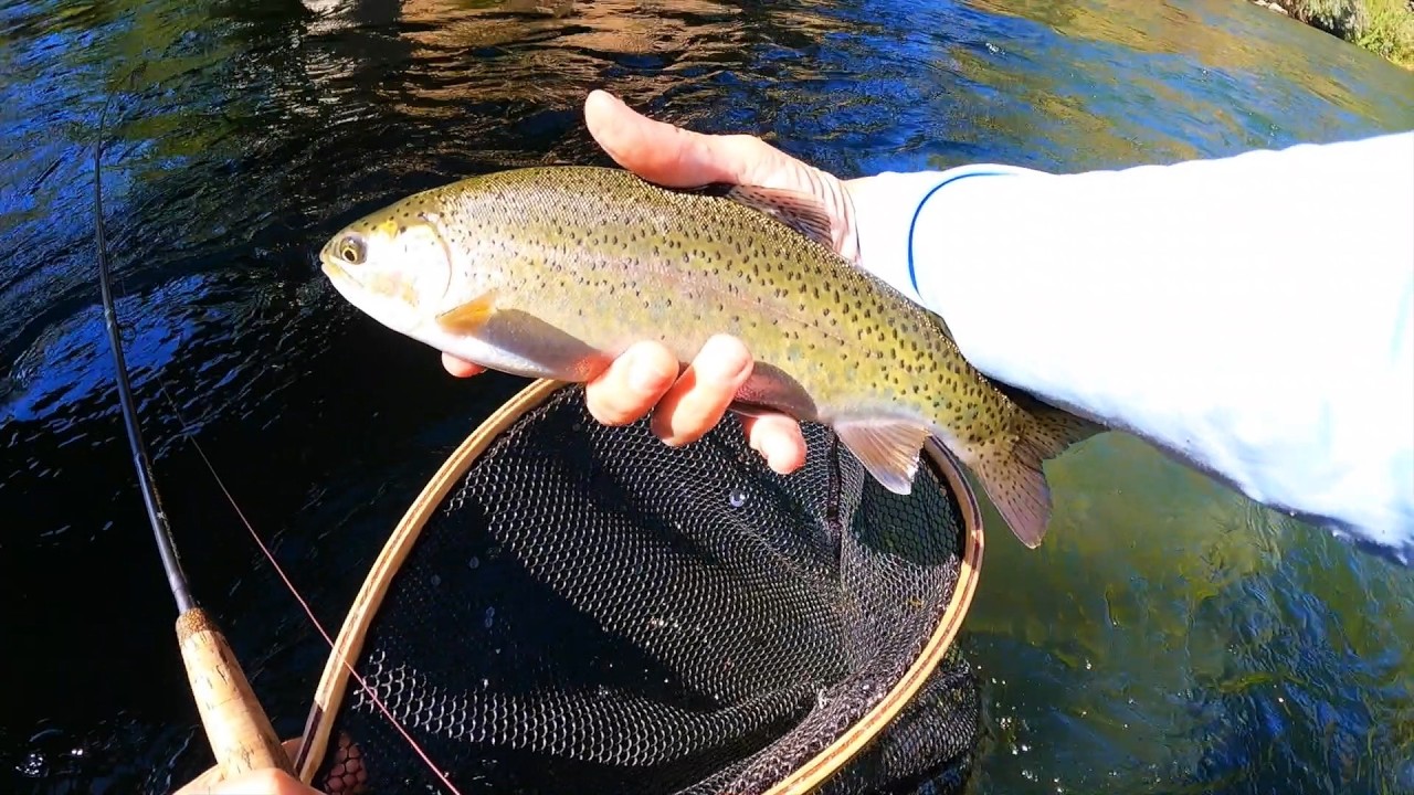 Summer 2025 Putah Creek Fishing Report