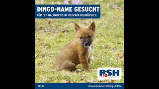 Dingo-Nachwuchs im Tierpark Neumünster