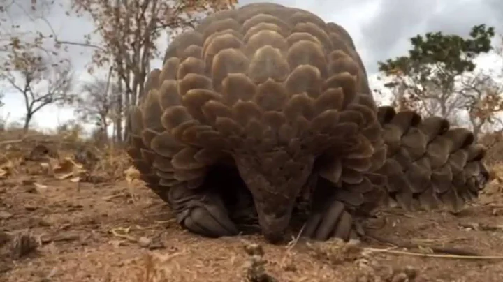 The most trafficked animal you've never heard of