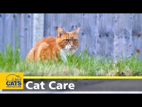 Video: Kaip nuraminti piktą katę (su nuotraukomis)