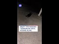 Mary the missing Tasmanian devil found alive | 9 News Australia