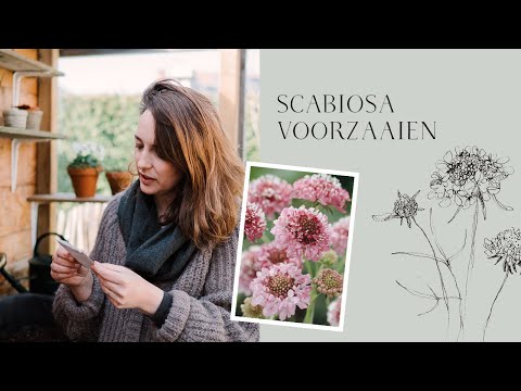 Video: Moet scabiosa worden ingekort?