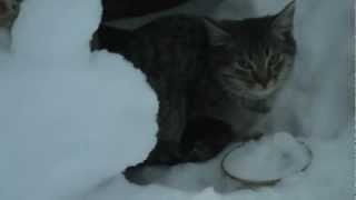 Четыре бездомных котенка в хорошие руки Четыре бездомных котенка в хорошие руки