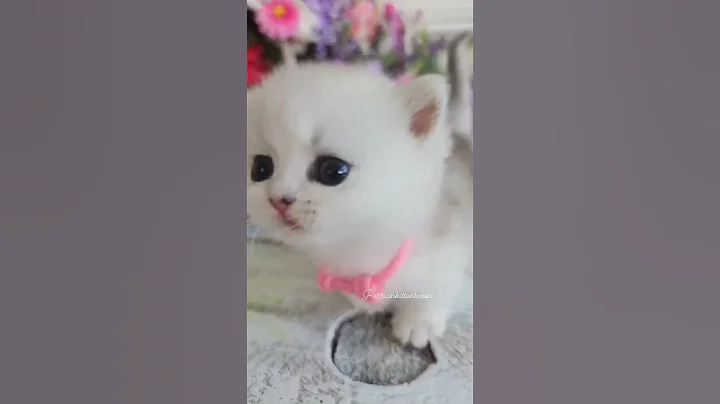 Watch the video about Discover Your Dream Kitten at Doll Face Persian Kittens – Home of the Fancy Feast Cat! #catlover