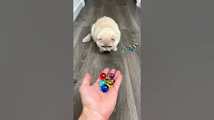 Reverse Magic! 😺 Watch This British Shorthair Cat Go Crazy 💛 #cat #shorts #viral #funny #cute