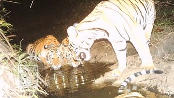 Science in Seconds - Camera Traps