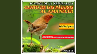 Canto de los Pájaros al Amanecer: Sonidos de la Naturaleza (: Edición Especial)