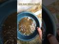 24k Gold Ribbon Guppy #shorts #ytshorts #R&K AQUA #guppy