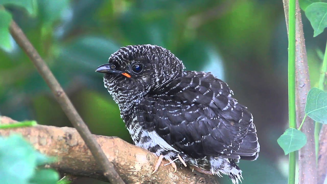 Yellow-bellied prinia breeds Oriental cuckoo parasite灰頭鷦鶯養育中杜鵑托育幼鳥