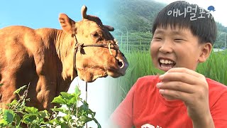 사람 나이 90세 소와 11세 시골 소년의 동화 같은 우정 | 내 친구 우렁이 | KBS 인간극장 2010 방송