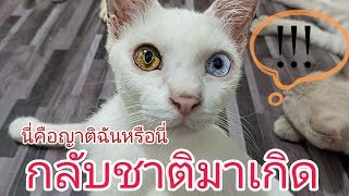 แมวน้อย กลับชาติมาเกิด #cat #แมว