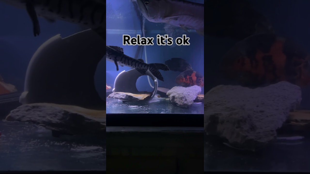 Relax #exoticaquariumfish #aquarium #cichlids #fishkeepinghobby #fishtank #fishroom #freshwaterfish
