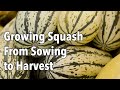 Growing Squash from Sowing to Harvest