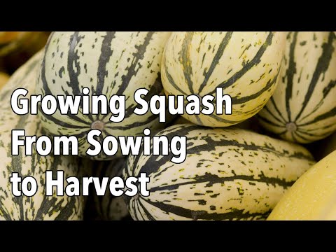 Video: Saldie klimpu skvoša augi: saldo klimpu skvoša audzēšana dārzā