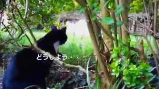 Famous Cat I can not understand the existence of the net Net Worth