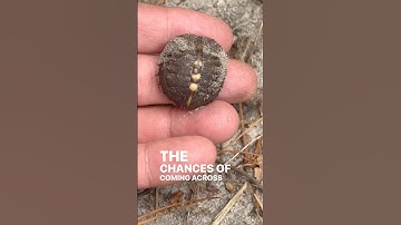 Found a nest of box turtles hatching! #turtle #reptile #pets #epic #babyturtle #turtlelife #hatching