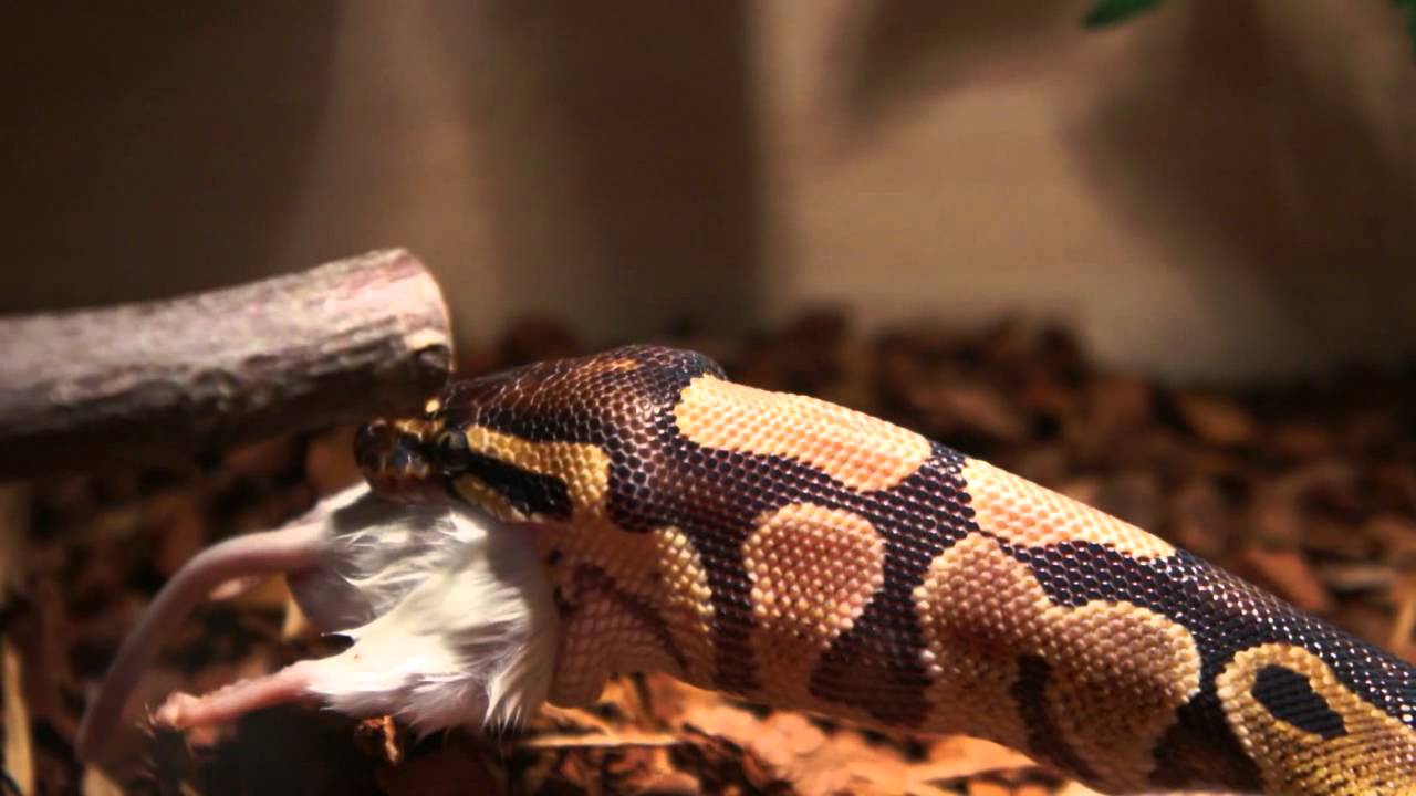 My Python Eating Big Mouse - YouTube