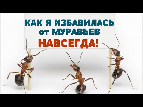 МНЕ ПОМОГ ТОЛЬКО ЭТОТ СПОСОБ! Как избавиться от рыжих муравьев НАВСЕГДА!