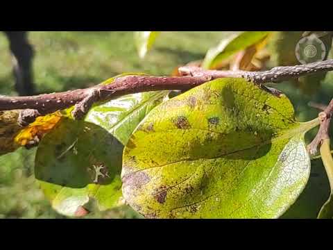 Vídeo: Controle e prevenção de doenças de caqui - Aprenda sobre doenças de árvores frutíferas de caqui