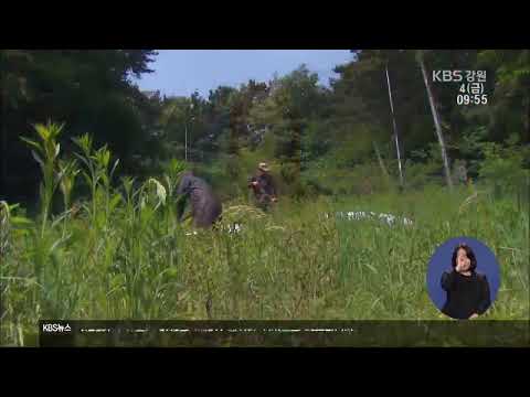 KBS 강릉 뉴스