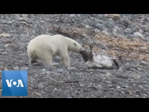 Polar Bear Hunts a Reindeer in Norway Arctic