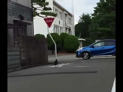 Happy Black Dog Crow Jumping On The Streets Youtube