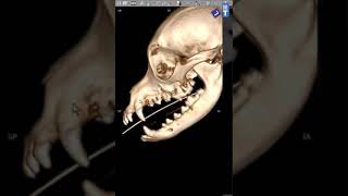 米地のCT読影　犬の歯周病3D CT