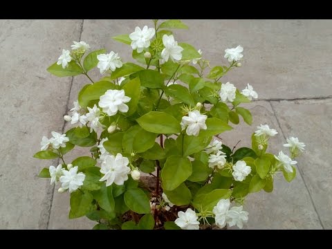 Video: Crepe Jasmine Care - Hoe Crepe Jasmine Plants te kweken