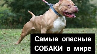 ТОП 5 САМЫЕ ОПАСНЫЕ ПОРОДЫ СОБАК В МИРЕ. СОБАКИ КОТОРЫЕ ЗАПРЕЩЕНЫ ВО МНОГИХ СТРАНАХ МИРА