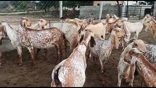 pure makhi cheena goat farm | sher muhammad goat farm | VIDEO 9