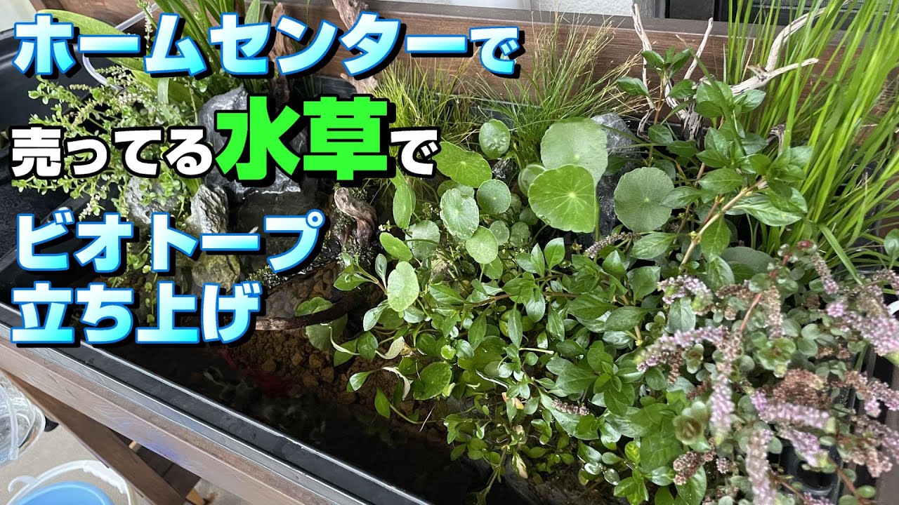 ベランダビオトープ】ホームセンターで揃う水草で【簡単