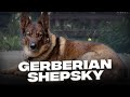 Gerberian shepsky your complete guide to this great guard dog