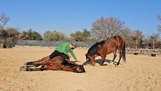 Arabian Dream Centro Equestre DG Arabian Stable