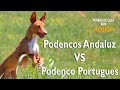 PODENCOS ANDALUZ vs PORTUGUÉS ¿Quién ganara?