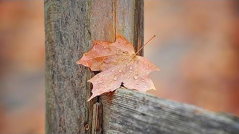 [القارئ: أنس المالك]  {وَالسَّابِقُونَ الْأَوَّلُونَ مِنَ الْمُهَاجِرِينَ وَالْأَنْصَارِ}