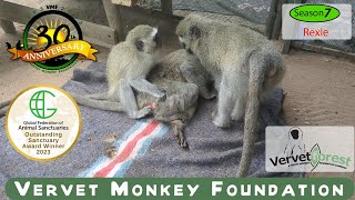 Unhindered, the miraculous journey of Rexie, the orphaned monkey, continues to inspire us all.