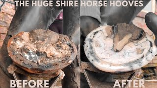 Shire Horse ( Satisfying Hoof Hooves )