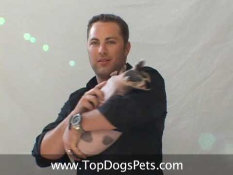 Jay McGraw in Top Dogs and Their Pets