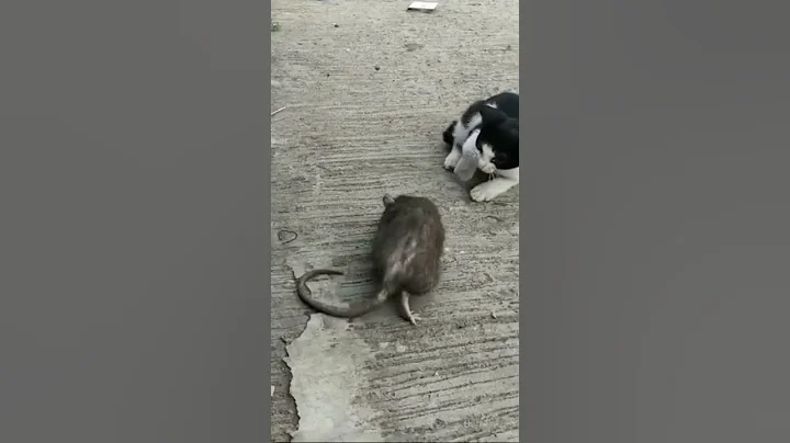 Cat and Mouse #shorts