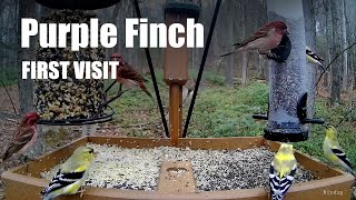 Purple finches - the newcomers keep on flowing in! by Birdchill™ birdwatching cams 65 views 1 year ago 40 seconds