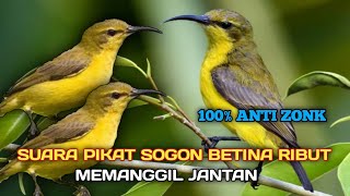 Suara Pikat Sogon Betina Ribut || Memanggil Jantan