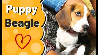 Should i get a Beagle Puppy? Cute Beagle Puppy Compilation | Pipas The Beagle by Pipas The Beagle 569 views 3 years ago 2 minutes, 48 seconds